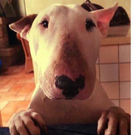 _____________________________________.Чумка у собак - вирусная болезнь, устойчивая к действию ...