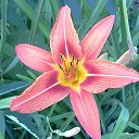  , , 58  -  25  2015     - 