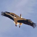 ���� ��������, ������������, 61 ��� - ��������� 29 ����� 2015 � ������ ���� ����������