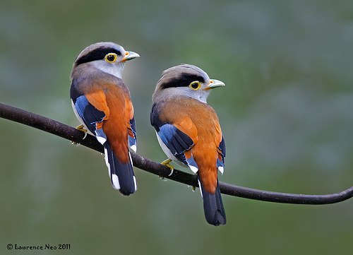 Serilophus lunatus
