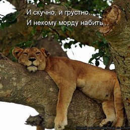 ������, ����, 37 ���