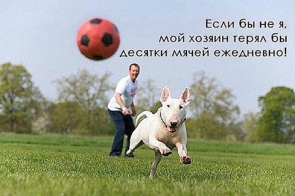 Английский бультерьер. - 4 марта 2015 в 17:35