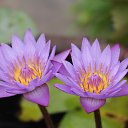 ���� �������, ������ - ��������� 29 ������� 2014 � ������ ���� ����������