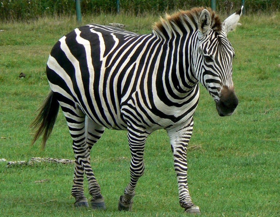 Zebra множественное. Хагерманская Зебра. Зёбр. Зебра для детей.