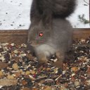  , , 50  -  4  2015   2015