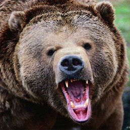 Kosta, �����������, 43 ����
