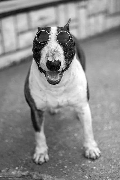 Коротко о бультерьерах в России.История этой породы в нашей стране довольно трагична. Сначала ...