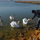 ���� ������, ���������, 42 ���� - ��������� 24 ������ 2015 � ������ �XXX�