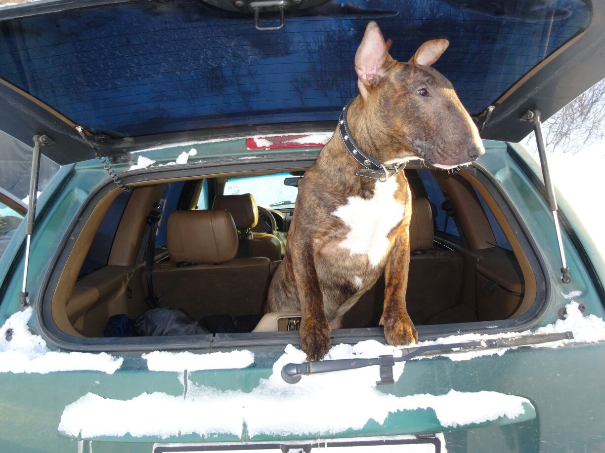 Весенне обострение ...у хозяев. Развязывать или НЕ РАЗВЯЗЫВАТЬ КОБЕЛЯ? ============================ ...