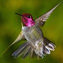  Delaros, , 37  -  1  2015   Hummingbirds