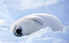   {   } - 16  2014  17:32