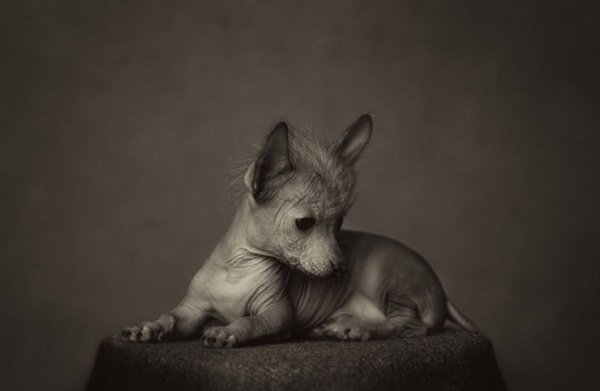 Бельгийский фотограф Винсент Лагрнаж (Vincent Lagrange) в основном специализируется на ... - 4