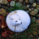 ���� ����, ����� �������, 35 ��� - ��������� 16 ������ 2015 � ������ ���� ����������