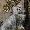 ���� ������, ������ - ��������� 1 ����� 2015 � ������ ���� ����������