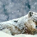 ���� Volk, �����, 67 ��� - ��������� 5 ����� 2015 � ������ ���� ����������