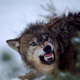 �������, ����, 37 ���