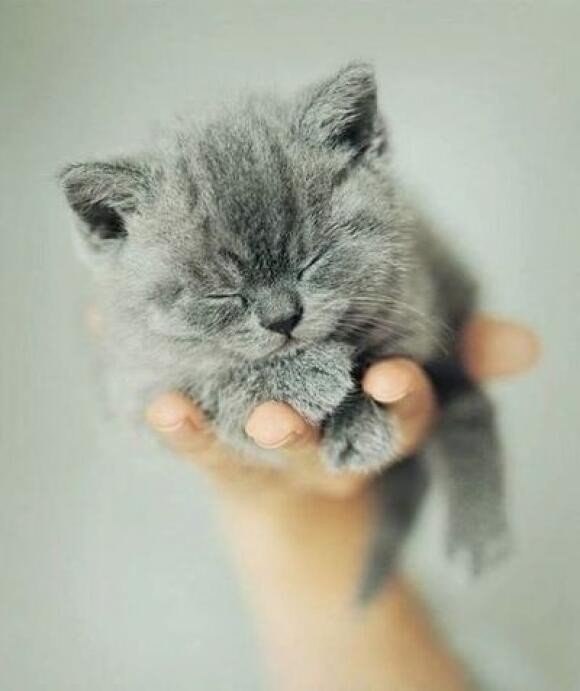 #animal@travel.blog