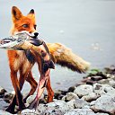 ���� Tasha, ���� - ��������� 13 ������� 2015