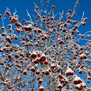 ���� ����������, ������� ��������, 63 ���� - ��������� 3 ������ 2015 � ������ �������