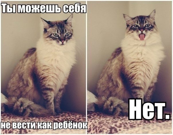   | , ,  - 1  2015  06:03