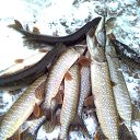 ���� �������, ����-�����, 56 ��� - ��������� 20 ������� 2015 � ������ ���� ����������