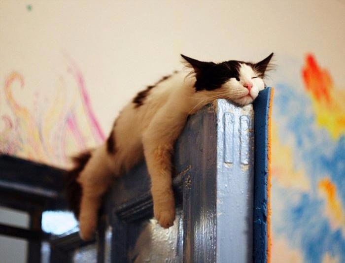   :).#animal@travel.blog
