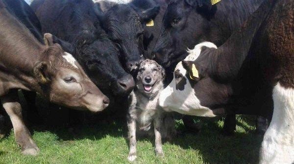    .  ,  : fotostrana.ru/prikolyzikfun/