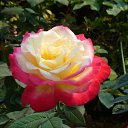 ���� �������, �����������, 55 ��� - ��������� 29 ������ 2015 � ������ ���� ����������