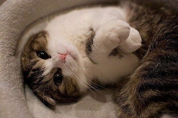 Хорошо быть котом - никакие курсовые писать не надо. Скучно правда иногда, но я бы на месте кота ...