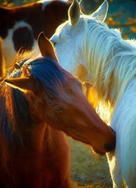 ||  ... || - 8  2015  13:31 - 5