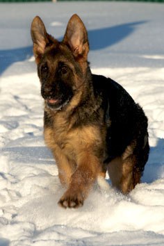 Щенки немецкой овчарки 1. Щенки немецкой овчарки в 5-6 месяцев. Немецкая овчарка 8 месяцев кобель. 5 месячная овчарка. Подрощенный щенок немецкой овчарки.