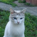 ���� �����, ������, 52 ���� - ��������� 15 ������� 2015 � ������ ���� ����������