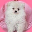 ���� �����, ������, 41 ��� - ��������� 2 ������ 2015 � ������ ���� ����������