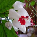 ���� ��������, ��������, 73 ���� - ��������� 26 ������� 2015 � ������ ��������-��������