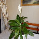 ���� ��������, ��������, 73 ���� - ��������� 26 ������� 2015 � ������ ��������-��������