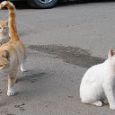 ���� �����, ������, 52 ���� - ��������� 15 ������� 2015 � ������ ���� ����������