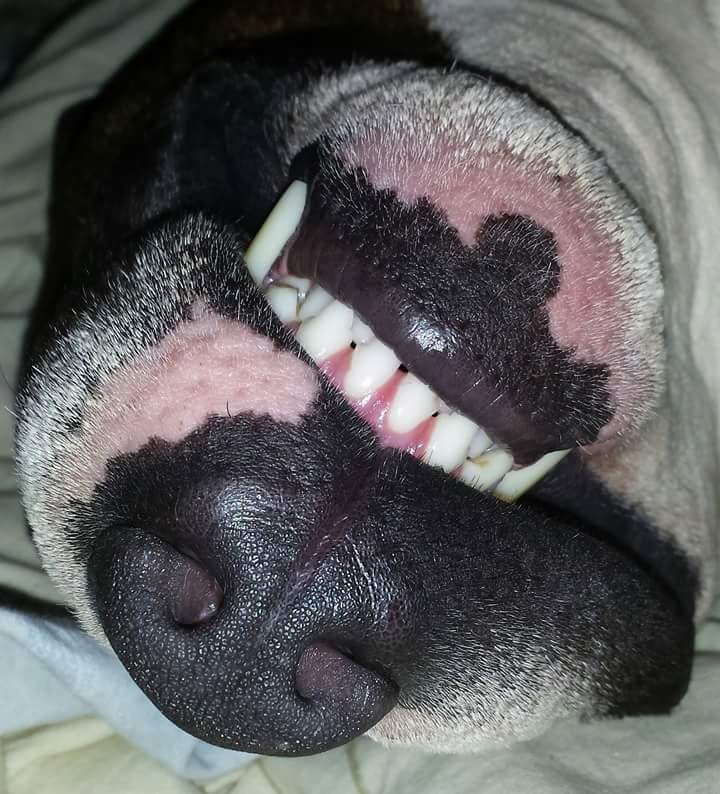 Всех хороших булесновидений!