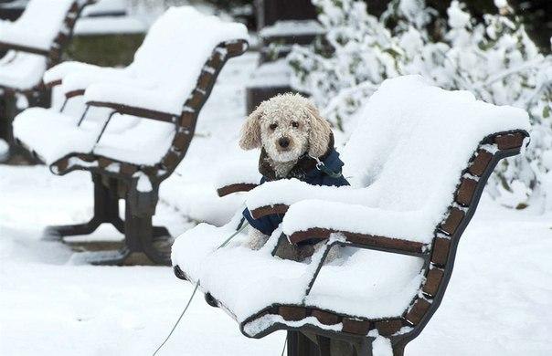 Наши любимцы :3 - 7 марта 2015 в 21:40