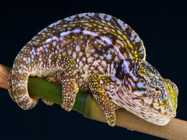  Furcifer lateralis
