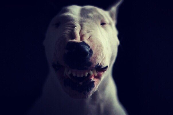 Вязка для здоровья - это МИФ !!! ============================ Существует мнение о том, что для ...