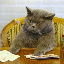 �akc, �������, 38 ���