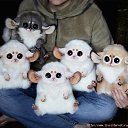 ���� Nicol, ������ - ��������� 22 ������� 2015 � ������ ������ ��������