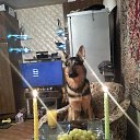 ���� ���, ����������, 35 ��� - ��������� 1 ������ 2015 � ������ ������ ��������