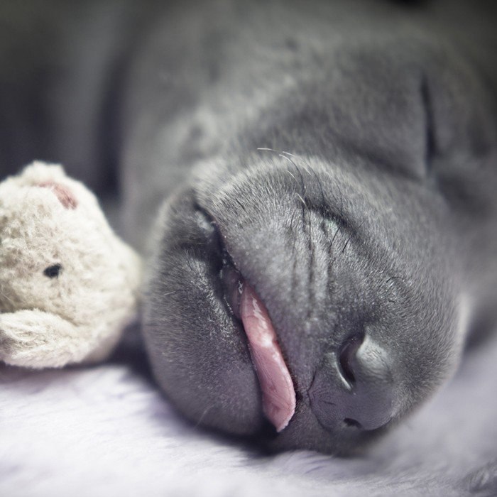 ����� ���������� ���������� ����.#animal@travel.blog - 4