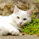 ���� ������, ��������� - ��������� 17 ������� 2015 � ������ ������ ��������