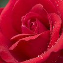 ���� �����!!������� ������, ������������ - ��������� 25 ������� 2015 � ������ �������� � ��� ������