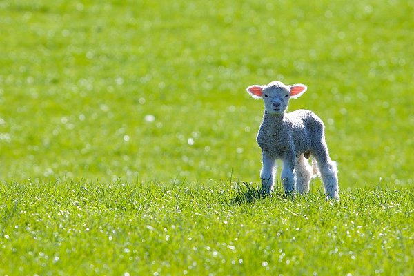 ����� ��������.#animal@travel.blog - 10