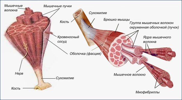 Тренировка разных мышечных волокон: методы воздействия.Уменьшение веса снаряда позволяет достичь ...