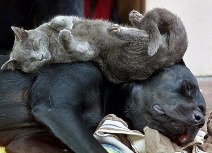   :).#animal@travel.blog - 6