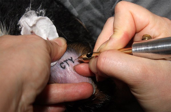 При покупке щенка , который  зарегестрирован в Российской кинологической федерации (РКФ)  заводчик ... - 2